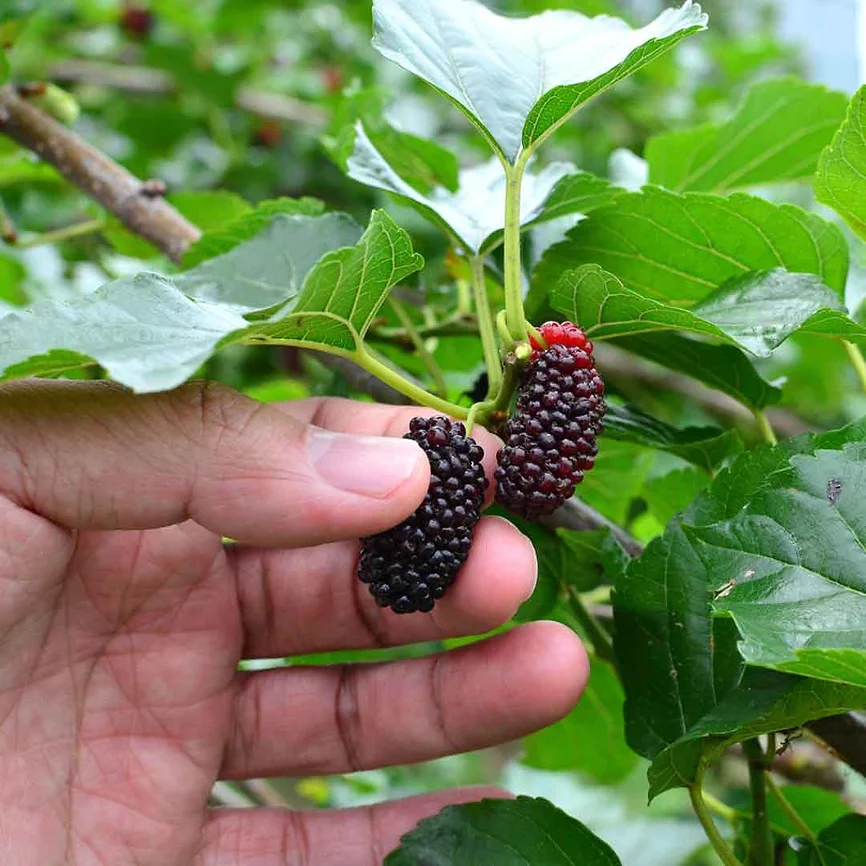 Hand mit Maulbeeren, Maulbeerfest